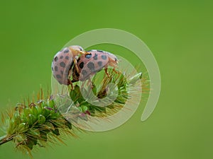Ladybug mating