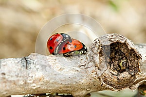 Ladybug mating