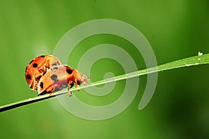Ladybug Mating on the grass leaves