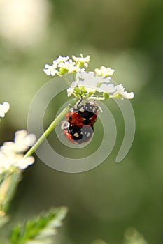 Ladybug Mating on Green and White Leaf