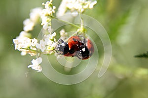 Ladybug Mating on Green and White Leaf