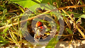 Ladybug Mating in Nature