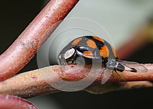 A ladybug and a midge eating its milk on a Bush branch