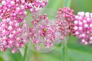Ladybug on Milkweed, Asclepias incarnata photo