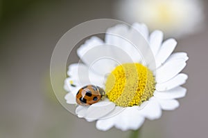 Ladybug on a Mini marguerite flower