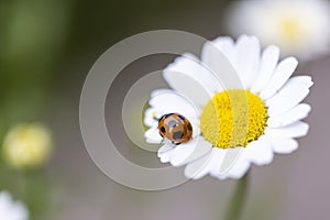 Ladybug on a Mini marguerite flower