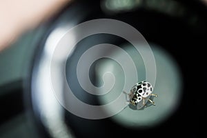 Ladybug monochrome in macro picture photo