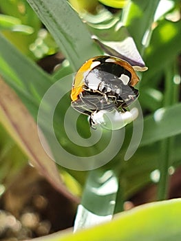 Ladybug munching