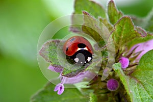 Ladybug on Green Nettle Leaf 01