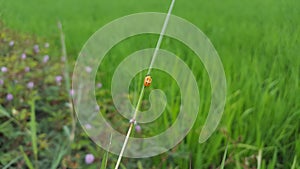 Ladybug, one of the insects with beautiful colorful backs