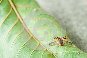 Ladybug open out wings