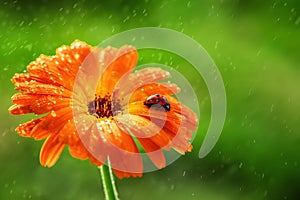 Ladybug and orange gerbera flower on sun against grass. Raining