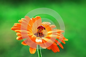 Ladybug and orange gerbera flower on sun against grass