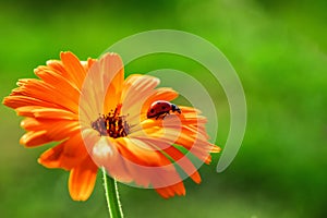 Ladybug and orange gerbera flower on sun against grass