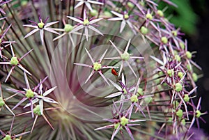 Ladybug on ornamental onion flower