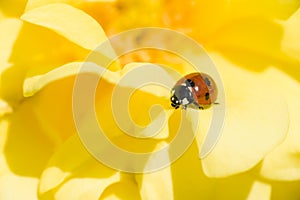 Ladybug on Ornamental rose