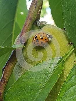 Ladybug on peach