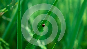 The ladybug perched on a piece of rice leaf up close