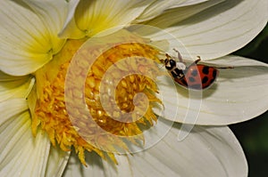 Ladybug on petal