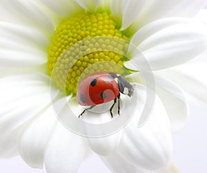 Ladybug on petal