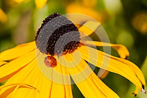 Ladybug on petals at dome