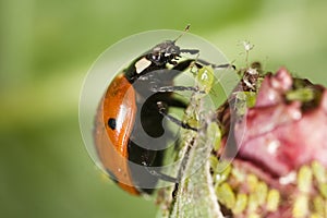 Ladybug picking up an aphid photo