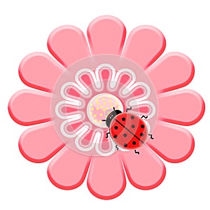 Ladybug on the pink flower photo