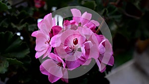 A ladybug on a pink flower in spring