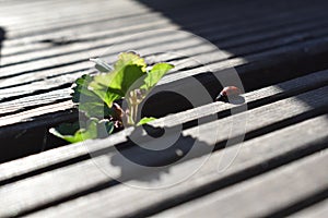 A ladybug, a plant and the dusk