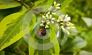 Ladybug on a plant. Slovakia