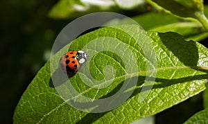 Ladybug on a plant. Slovakia