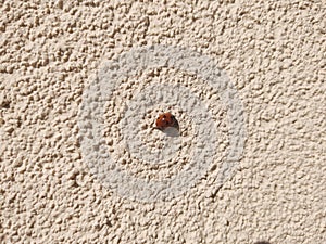 Ladybug on a plant. Slovakia