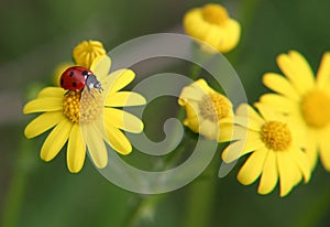 Ladybug playground photo