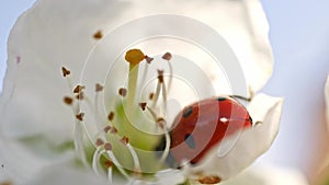 Ladybug poking around in blooming plum tree flower bud