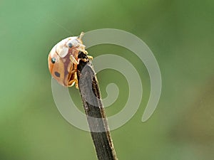 A ladybug, possibly Harmonia axyridis, perches on a stem. Its orange elytra display variable melanic patterns photo