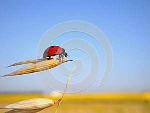 Ladybug prepares to flight, yellow field