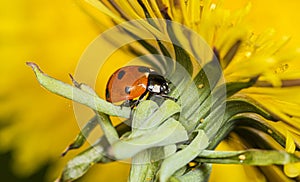 Ladybug preys on aphids under a yellow dandelion flower