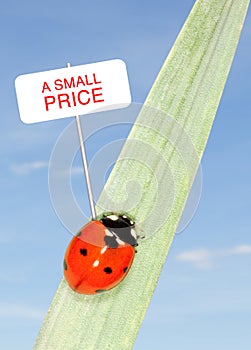 Ladybug price photo