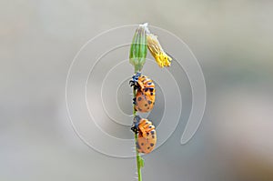 The ladybug pupa