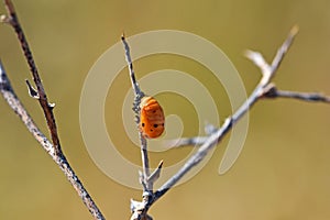 The ladybug pupa closeup