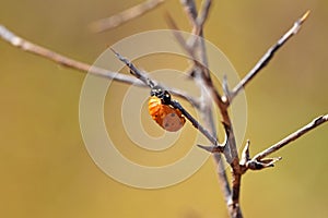 The ladybug pupa closeup