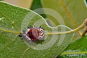 Ladybug pupa with exoskeleton still attached.