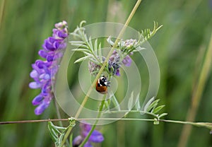 Ladybug on a purple plant. Slovakia