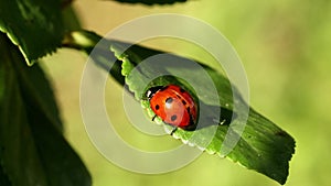 Ladybug quickly crawls on a green leaf close-up. macro