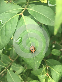Ladybug on a rainy day