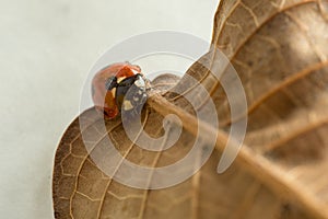 Ladybug rambling on a rusted leaf macro shot