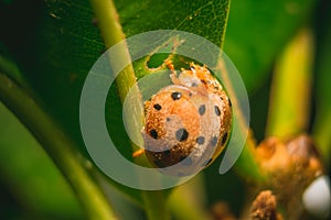 Ladybug or red Beetle on edge of green grass with isolated on green background. Space of Text copy. Ladybird