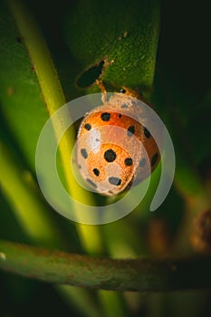 Ladybug or red Beetle on edge of green grass with isolated on green background. Space of Text copy. Ladybird