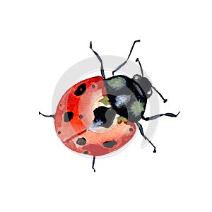 Ladybug red colorful cute a watercolor sketch