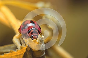 Ladybug with red stripes, black, walking on leaves, beautiful morning